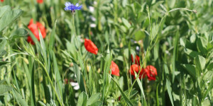 Beitragsbild des Blogbeitrags 20.05.2024 Weltbienentag