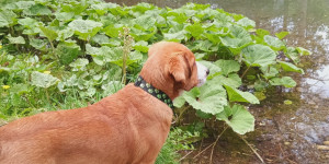 Beitragsbild des Blogbeitrags Wollten mal wieder ein paar Fotos von Bruno (Miki) schicken.