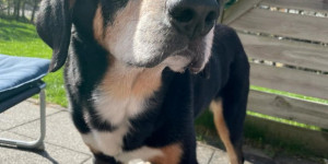 Beitragsbild des Blogbeitrags Enzo