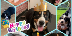 Beitragsbild des Blogbeitrags Smokey‘s 1. Geburtstag