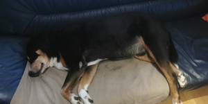 Beitragsbild des Blogbeitrags Ringo unser Seelenhund
