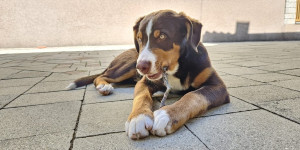 Beitragsbild des Blogbeitrags Unserem Ben gehts prächtig! 