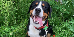 Beitragsbild des Blogbeitrags Smokey schickt euch liebe Sonntagsgrüße aus der Steiermark.  