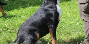 Beitragsbild des Blogbeitrags Gundi von den Gänsewiesen ist im Hundehimmel
