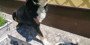 Beitragsbild des Blogbeitrags Ringo ist 9 Jahre!