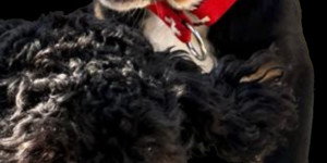 Beitragsbild des Blogbeitrags Charlie/alias Scheriff ist der Star der Herzen