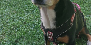 Beitragsbild des Blogbeitrags Paula ist 12 Jahre