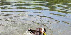 Beitragsbild des Blogbeitrags Ludwig mit 8 Monaten