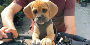 Beitragsbild des Blogbeitrags Puggle Bobby lässt alle Tage die Sonne scheinen.