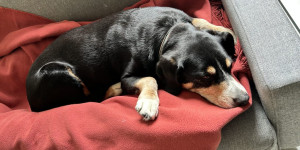 Beitragsbild des Blogbeitrags Entlebucher Sennenhündin Paula (Eforie) geb. 15.12.2010 grüsst euch liebe Bloggemeinde!