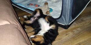 Beitragsbild des Blogbeitrags Bruce bekommt bald einen jungen Freund