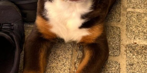 Beitragsbild des Blogbeitrags Sie verträgt sich auch schon mit den beiden Katzen.