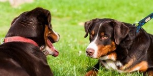 Beitragsbild des Blogbeitrags Braune SennenHunde mit strahlenden Bernstein-farbigen Augen