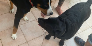 Beitragsbild des Blogbeitrags Sonnige Urlaubsgrüße von Smokey aus Kroatien