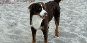 Beitragsbild des Blogbeitrags Urlaubsgrüße von Timber – bei Swissydog Wetter