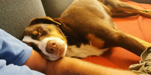 Beitragsbild des Blogbeitrags Lotte grüßt aus Dresden