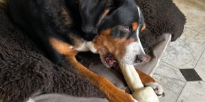 Beitragsbild des Blogbeitrags 10. Geburtstag von Walli