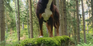 Beitragsbild des Blogbeitrags Wir verbringen gerade wunderschöne Tage auf der dreiwöchigen Kur in Bad Grosspertholz!