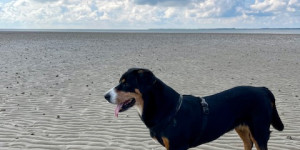 Beitragsbild des Blogbeitrags Zucki und Zoro geht es mit 12 noch wirklich gut.
