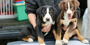 Beitragsbild des Blogbeitrags Erste Swissydog in Südafrika – „Alpi und Lord“ von den Gänsewiesen