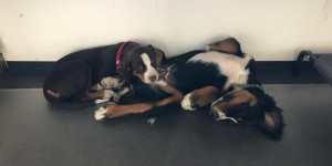 Beitragsbild des Blogbeitrags Bruce + Mylo das DUO