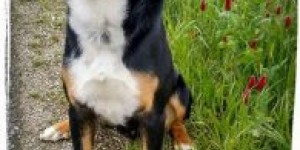 Beitragsbild des Blogbeitrags Ringo war 11 Monate
