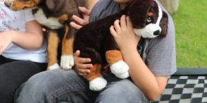 Beitragsbild des Blogbeitrags Plüsch-Sennen-Hund in braun tricolor 