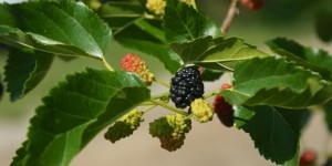 Beitragsbild des Blogbeitrags Maulbeer-Topfenkuchen
