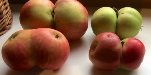 Beitragsbild des Blogbeitrags [Tag des Apfels] Kindernachspeise 