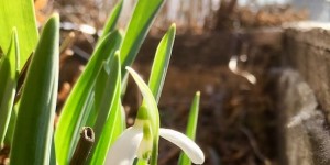 Beitragsbild des Blogbeitrags Bröselknödelsuppe 