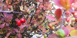 Beitragsbild des Blogbeitrags Birnentarte mit Safran und Berberitzen