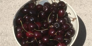 Beitragsbild des Blogbeitrags Kirschenmarmelade mit Zitronenverbene