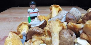 Beitragsbild des Blogbeitrags Polnische Schwammerlrouladen auf Rahmkraut