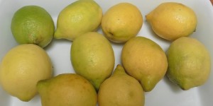 Beitragsbild des Blogbeitrags [Rettungsaktion] Limoncello 