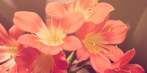 Beitragsbild des Blogbeitrags Arrivederci e grazie, Direttrice!