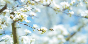 Beitragsbild des Blogbeitrags Alla scoperta di Vienna: 3 nuove visite guidate per la primavera 2017!