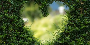 Beitragsbild des Blogbeitrags 5 idee per festeggiare San Valentino a Vienna