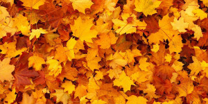 Beitragsbild des Blogbeitrags Fenstertag