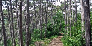 Beitragsbild des Blogbeitrags Tipps zum Wandern in Wien