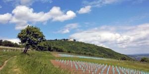 Beitragsbild des Blogbeitrags Wiener Stadtwanderweg 1a – Leopoldsberg