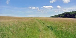 Beitragsbild des Blogbeitrags Wiener Stadtwanderweg 6 – Zugberg-Maurer Wald