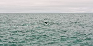 Beitragsbild des Blogbeitrags Reisebericht: Von Walen und Wasserfällen 