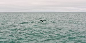 Beitragsbild des Blogbeitrags Reisebericht: Von Walen und Wasserfällen