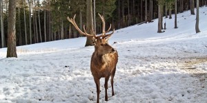 Beitragsbild des Blogbeitrags Winterwandern im Naturpark Hohe Wand 