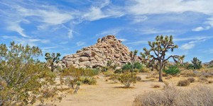 Beitragsbild des Blogbeitrags Reisebericht: Ein Tag im Joshua Tree National Park