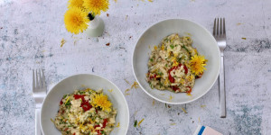 Beitragsbild des Blogbeitrags LÖWENZAHNRISOTTO