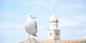 Beitragsbild des Blogbeitrags Sneak Peek: Krk, Kroatien 