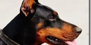 Beitragsbild des Blogbeitrags Auf den Hund gekommen