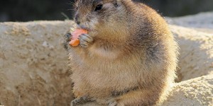 Beitragsbild des Blogbeitrags Fangen wir nochmal von vorn an: Übers Dicksein