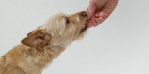 Beitragsbild des Blogbeitrags Man bringe mir Belohnungen!